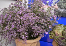 One of the most-known products of Ball in Kenya, Skylight